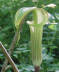 Jack in the pulpit bloom