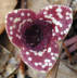 Wild Ginger