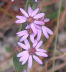 Aster bloom