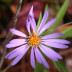 Aster flower