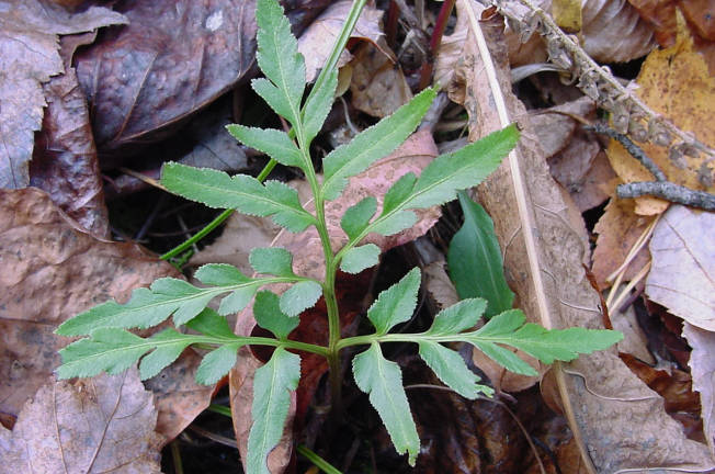 grape fern frond