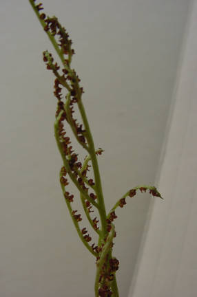 fertile stalk