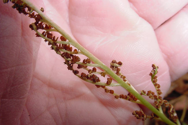 fertile stalk closeup