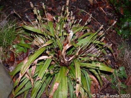 Carex plantaginea
