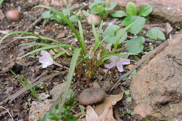 Claytonia virginica plant