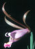 Small Spreading Pogonia bloom