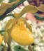 Large Yellow Ladyslipper bloom