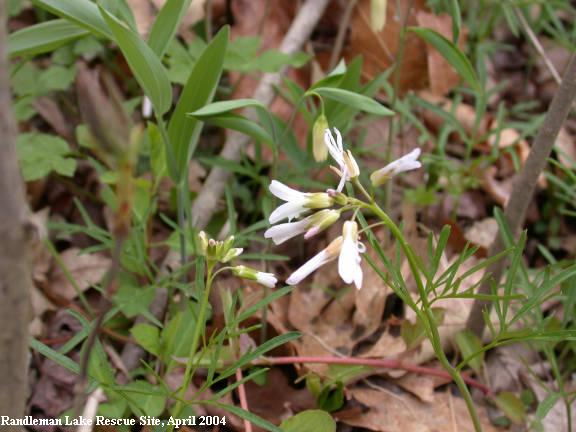 Forkleaf Toothwort