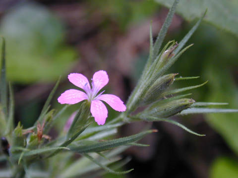 bloom and buds