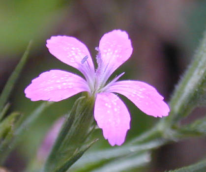 bloom, close up