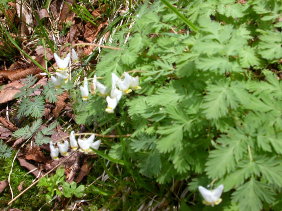 Dutchman's breeches