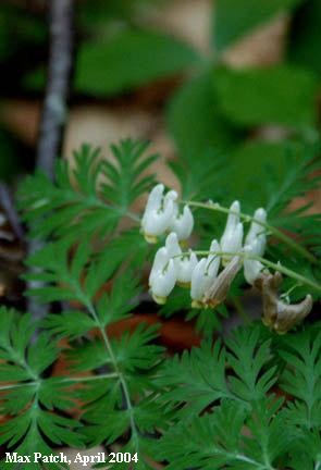 Dutchman's Breeches