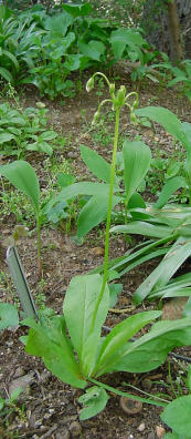 Shooting Star with flower stalk