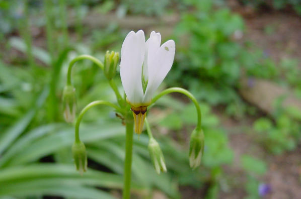 Shooting Star Bloom