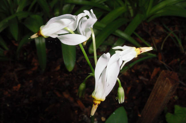 blooms