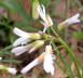 Toothwort