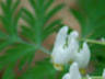 Dutchman's Breeches