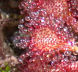 Sundew