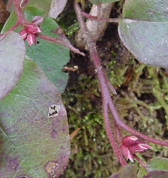 arbutus buds