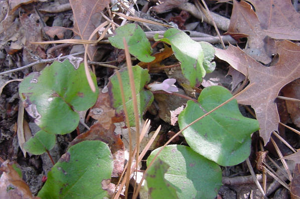 arbutus plant