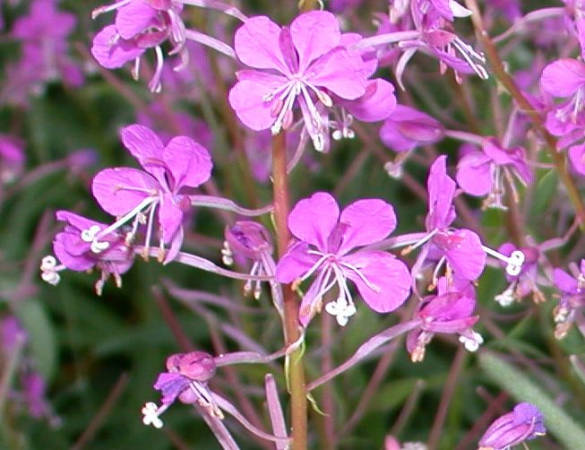 Fireweed bloom