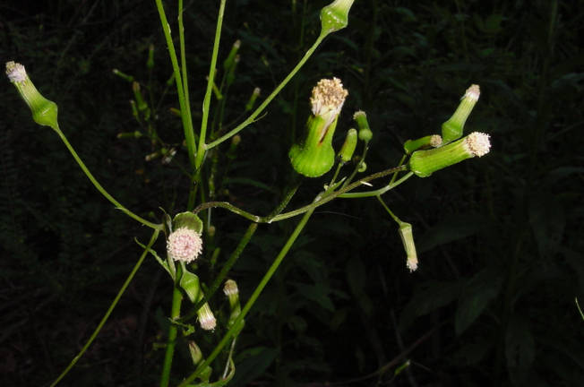 going to seed
