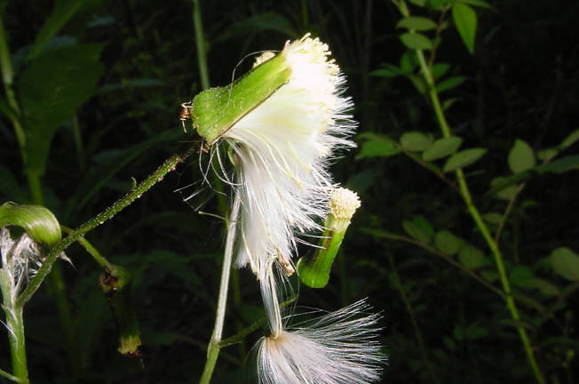 seeds