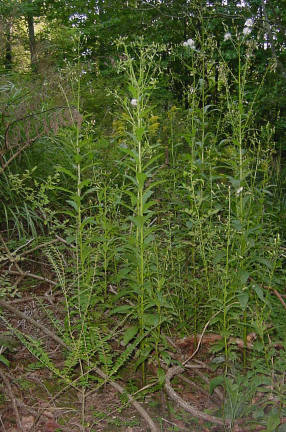 tall plants