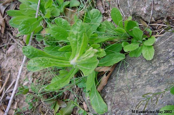 basal leaves