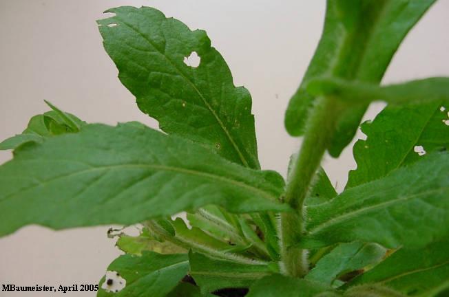 leaves partly clasp the stem