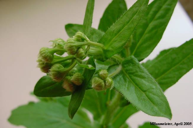 flower buds