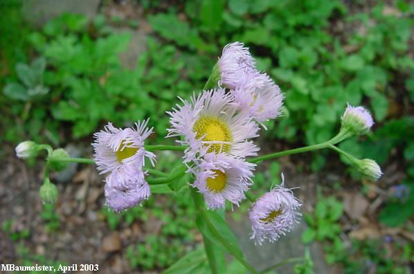 blooms