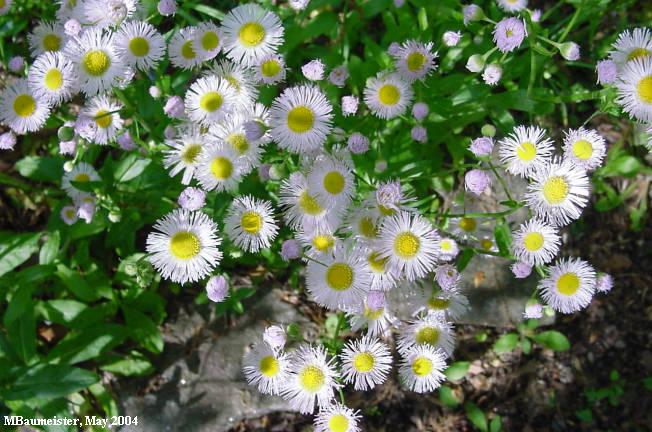 colony in full bloom