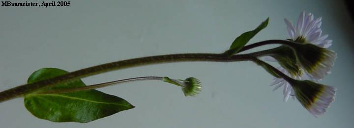 stem with leaf and flowers