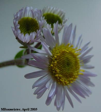 flower and buds