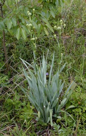 Rattlesnake Master