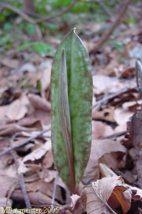 leaf bud