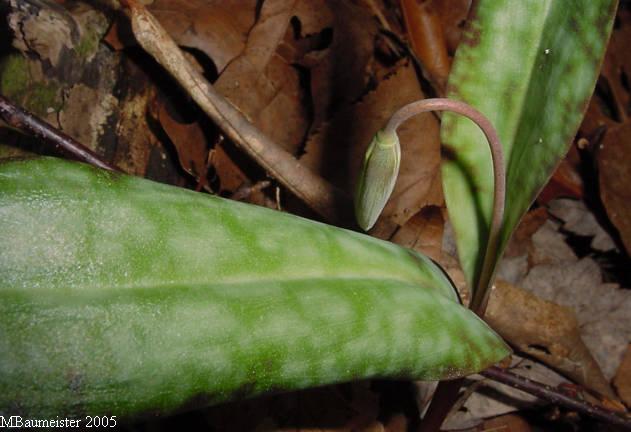 flower bud
