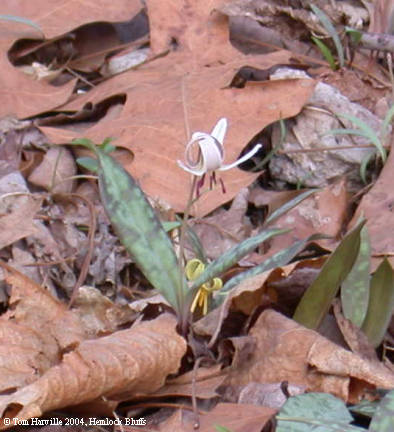 white bloom