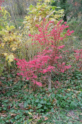 autumn foliage