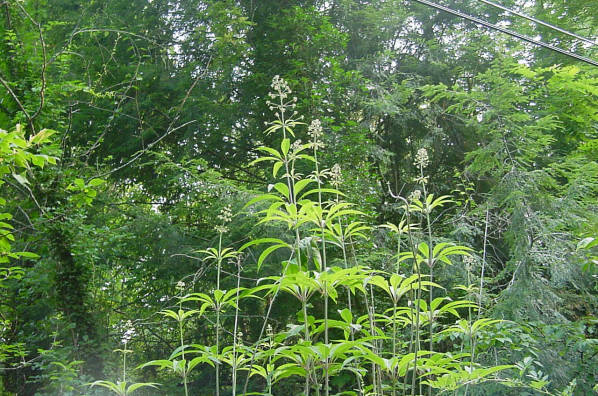 Joe Pye Weed plants