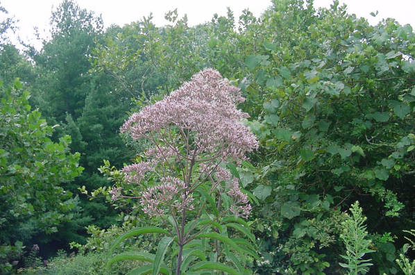 flower cluster