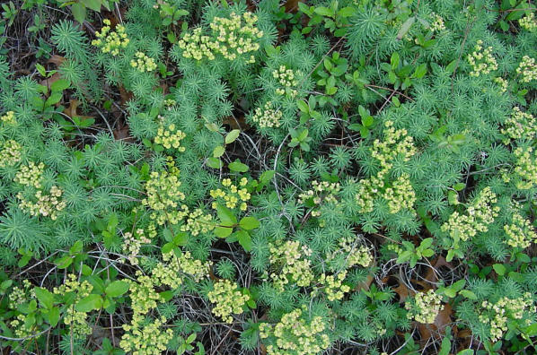 Euphorbia cyparissias plant
