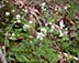 False Rue-anemone, Atlantic isopyrum