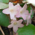 Trailing arbutus blossom