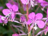 Fireweed