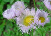 Fleabane