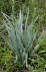 Rattlesnake Master