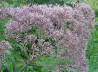 Joe Pye Weed