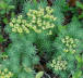 Spurge bloom